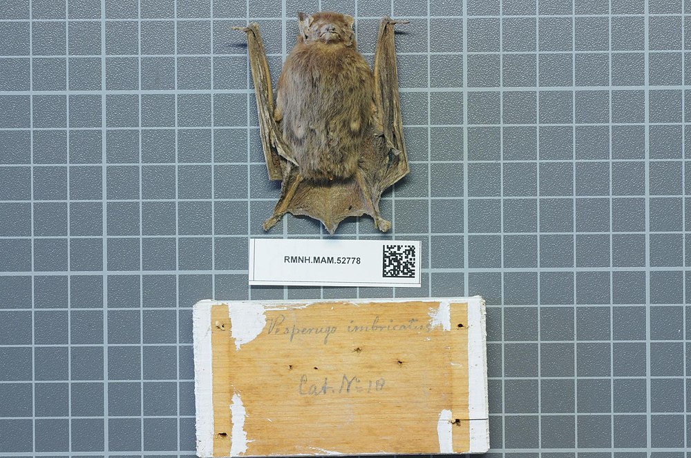 The average adult weight of a Brown pipistrelle is 6 grams (0.01 lbs)