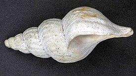 Раковина Plicifusus kroyeri