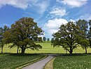 Oak trees