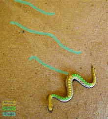 Sidewinding in a newborn sidewinder rattlesnake. Yellow regions are lifted above the sand and in motion at the time of the photo, while green regions are in static contact with the sand. Blue denotes tracks. Scale imprints are visible in the tracks, showing that the snake's body is static during ground contact. Neonate sidewinder sidewinding with tracks labeled.jpg