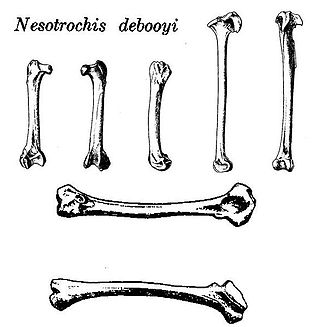 <i>Nesotrochis</i> Extinct genus of birds