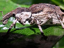 Ngaio weevil on Stephens Island