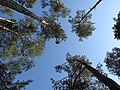 Čeština: Pohled do koruny borovic se jmelím na severním okraji vsi v Nové Vsi (Čížová). Okres Písek, Česká republika. English: Pine canopies with mistletoe on the north edge of Nová Ves village (Čížová municipality), Písek District, Czech Republic.