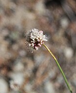 Nude buckwheat flower close (Eriogonum nudum)