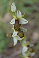 Ophrys scolopax subsp. philippei France - Var - Belgentier