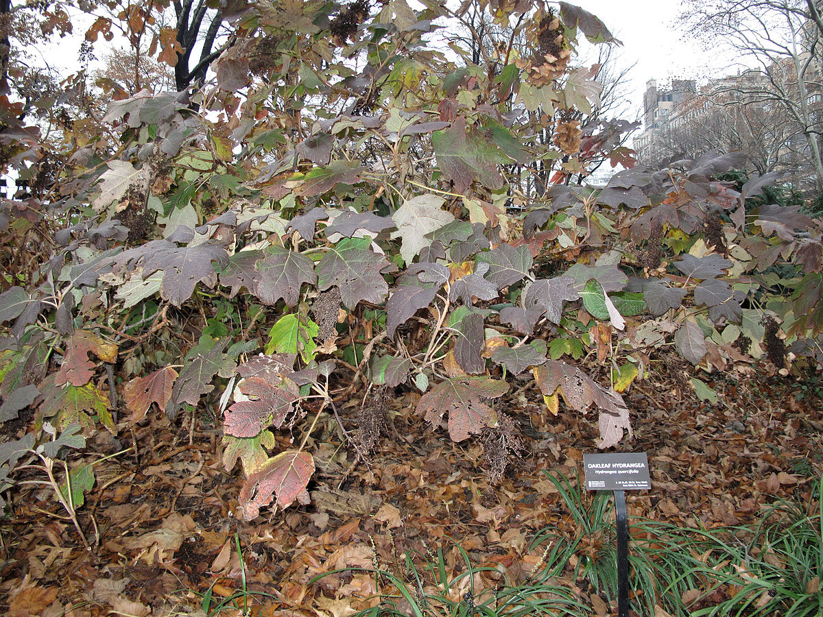 Image of Oakleaf hydrangea winter image 1