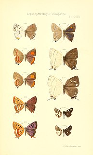 <i>Carterocephalus dieckmanni</i> Species of butterfly