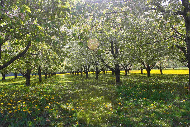 File:Obstbäume.JPG