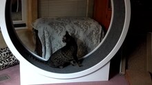 Fayl: Ocicat on Cat Wheel.webm