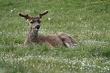Black-tailed deer Odocoileus hemionus 5444.JPG
