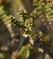 Oedera squarrosa - shoots - Copy.jpg