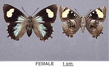 Ogyris genoveva female mounted.jpg