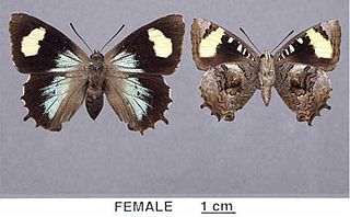 <i>Ogyris genoveva</i> Species of butterfly