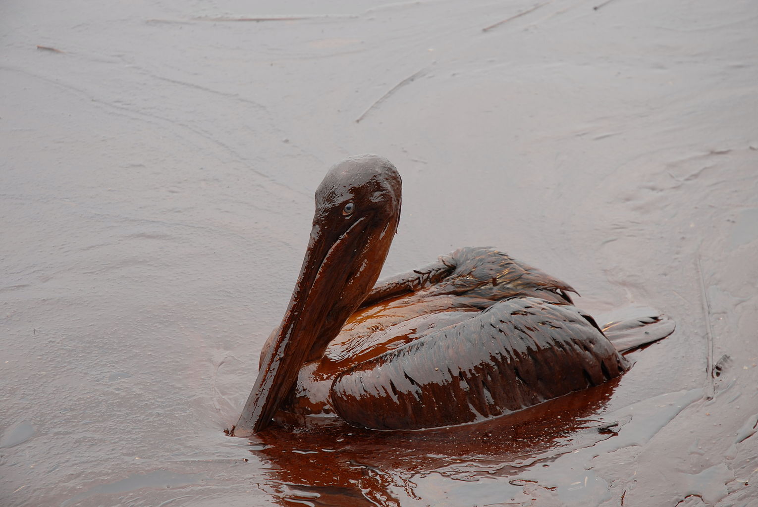 1530px-Oiled_Pelicans.jpg