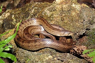 <i>Oligodon formosanus</i> Species of snake