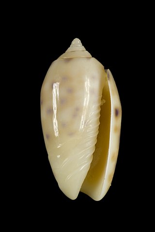 <i>Oliva amethystina</i> Species of gastropod