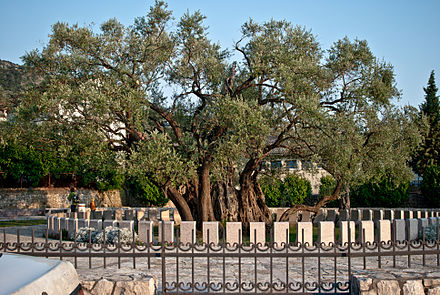 The oldest olive tree in the world, in Bar