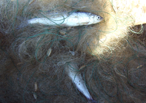 Baikal Omul (Coregonus migratorius) in the safety net