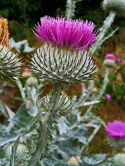 Okakruunuohdake (Onopordum acanthium)