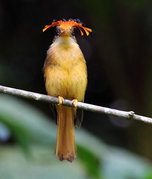 File:Onychorhynchus swainsoni - Atlantic Royal Flycatcher 01.JPG