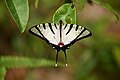 * Nomeação Openwing position of Graphium agetes (Westwood, 1843) - Four-bar Swordtail. By User:MaheshBaruahwildlife --Atudu 09:28, 2 June 2024 (UTC) * Promoção  Support It could be a bit brigther, but ok --Poco a poco 13:41, 2 June 2024 (UTC)