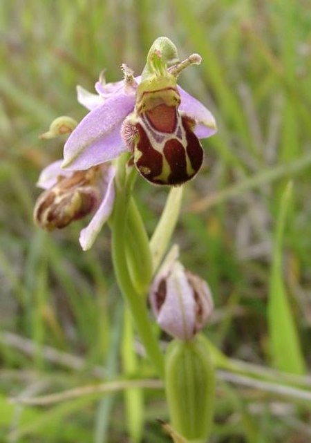 Ophrys apifera