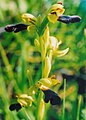 Ophrys omegaifera subsp. hayekii