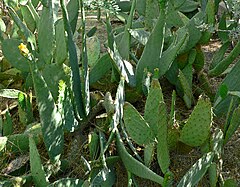 Description de l'image Opuntia engelmannii var linguiformis 1.jpg.