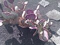 Opuntia macrocentra.