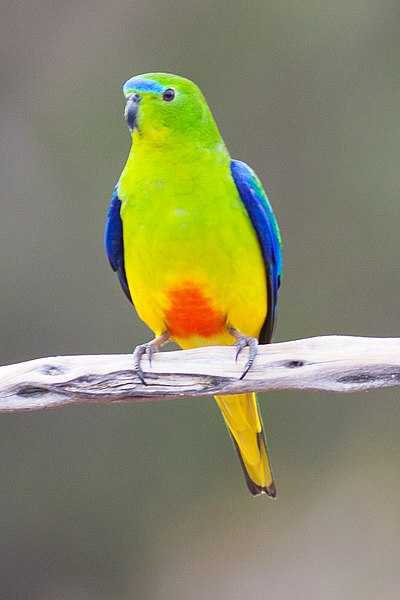 File:Orange-bellied Parrot (Neophema chrysogaster) (8079612553).jpg