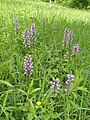 Orchis militaris Germany - Lilienthal (Kaiserstuhl)