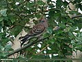 Oriental Turtle Dove (Streptopelia orientalis) (23535009931).jpg