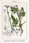 Illustration botanique d'Orlaya grandiflora (Johann Georg Sturm, Deutschlands Flora in Abbildungen, 1796).