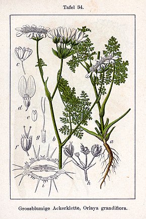 Fargetegning av planten, med stilken og grønne blader, hvite blomster og frukt synlige.