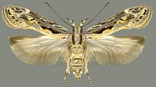 <i>Ornativalva plutelliformis</i> Species of moth