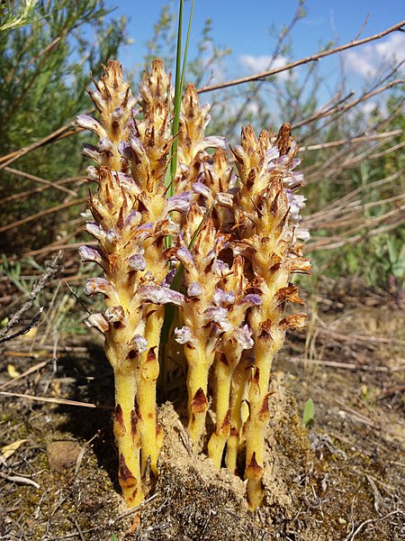 File:Orobanche coerulescens sl6.jpg