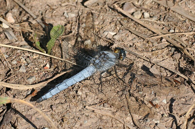 File:Orthetrum brunneum male Weinsberg 20080704 1.jpg