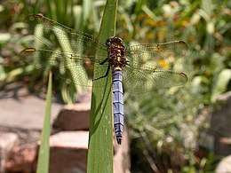 Įvairiaspalvė skėtė (Orthetrum coerulescens), patinas