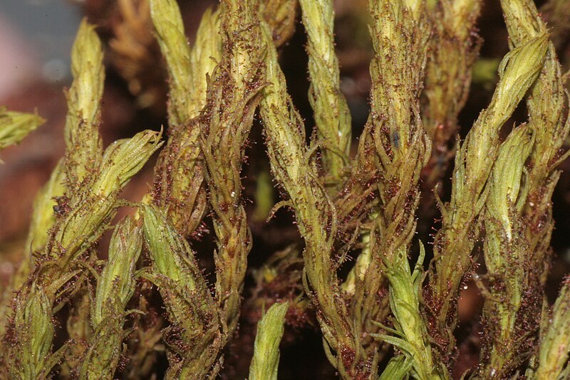 File:Orthotrichum lyellii 3994.JPG