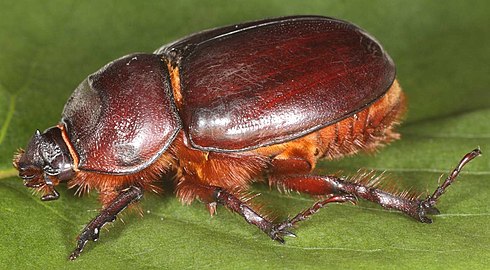 Oryctes nasicornis hunn.jpg