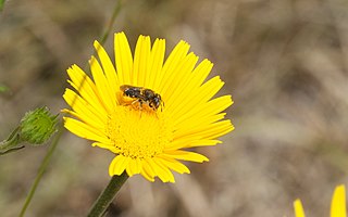 <i>Osmia spinulosa</i> Species of bee