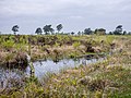 * Nomination Landscape at the Venner Moor bog. Venne, Ostercappeln, Lower Saxony, Germany --Basotxerri 15:08, 14 June 2017 (UTC) * Promotion Good quality --Llez 17:56, 14 June 2017 (UTC)