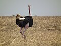 Ngorongoro, Tanzania