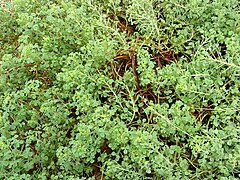 Oxalis succulenta