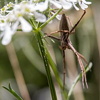 Araignée lynx