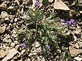 Oxytropis jacquinii