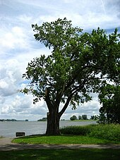 Pointe-aux-Trembles overlooking the river. PAT sur la rive du fleuve.jpg