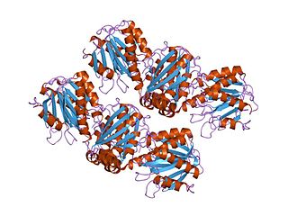 <span class="mw-page-title-main">ArgJ protein family</span>