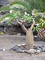 Pachypodium lamerei