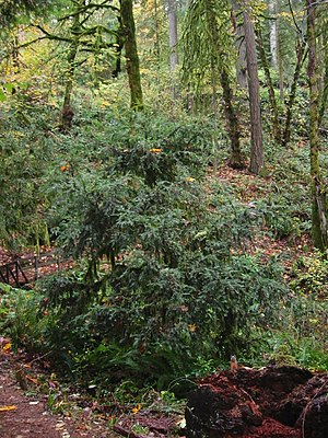 Pacific yew (Taxus brevifolia)